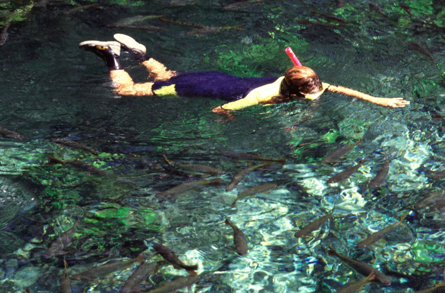 Mergulho em Bonito (MS) Mergulho em Bonito (MS)