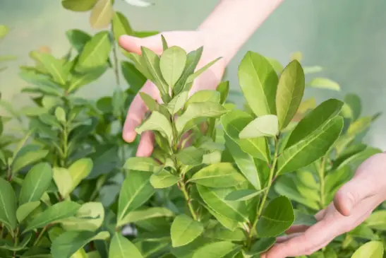 Planta tem forte representação na região Sul do Brasil (Foto: Nicole Morás/AI Univates)