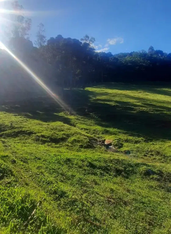 Área do córrego, próximo à Figueira Centenária, será cercada e vai ser reflorestada com vegetação nativa 
(Foto: Divulgação)