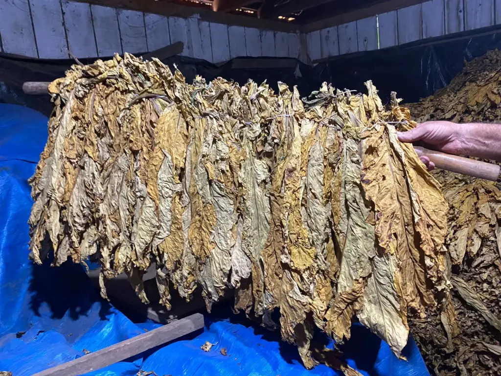 Classificação das folhas de tabaco será realizada diretamente nas propriedades rurais (Foto: Júlia Brandenburg/Folha do Mate) Classificação das folhas de tabaco será realizada diretamente nas propriedades rurais (Foto: Júlia Brandenburg/Folha do Mate)