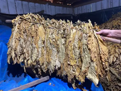 Classificação das folhas de tabaco será realizada diretamente nas propriedades rurais (Foto: Júlia Brandenburg/Folha do Mate)