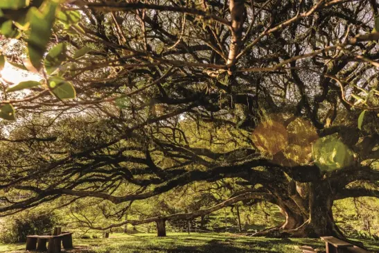 Sítio da Figueira Centenária está no roteiro de visitação. (Foto: AI Rota do Chimarrão)