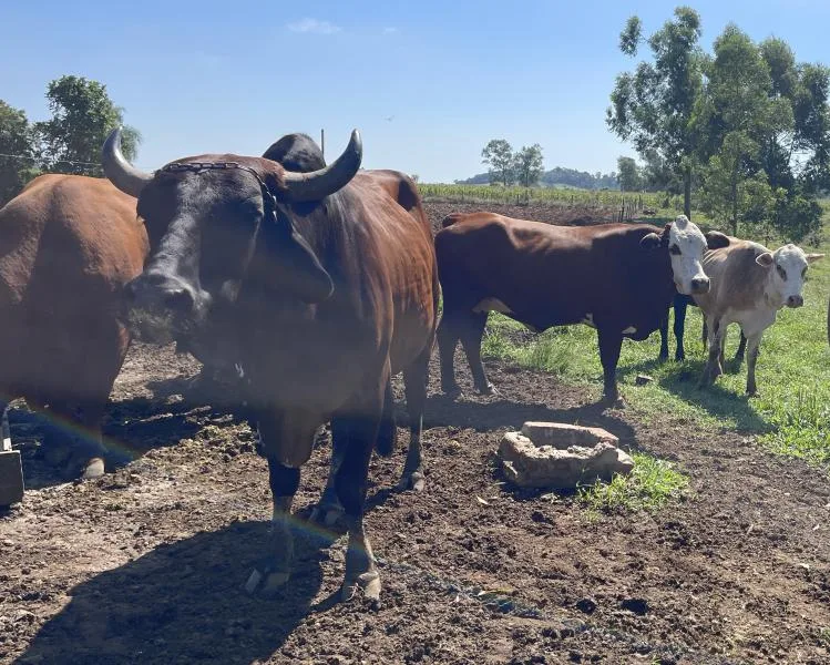 Declaração visa um levantamento atualizado do número de animais em cada propriedade (Foto: Débora Kist/Folha do Mate)
