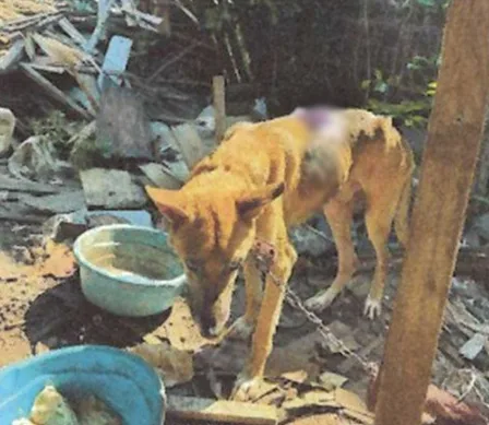 Cães eram mantidos acorrentados e em péssimas condições (Foto: Semma/Divulgação)