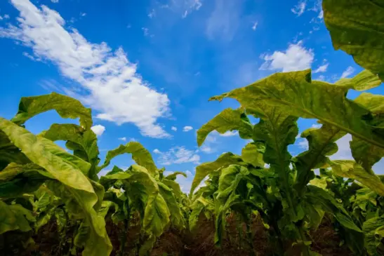 Agronegócio responde por cerca de 6% do PIB brasileiro quando se considera apenas a produção
(Foto: AI Sinditabaco/Divulgação)
