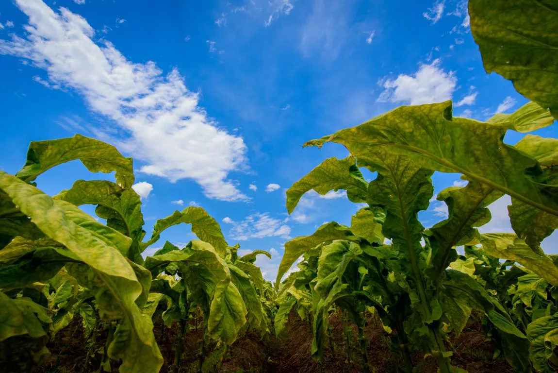 Agronegócio responde por cerca de 6% do PIB brasileiro quando se considera apenas a produção
(Foto: AI Sinditabaco/Divulgação)