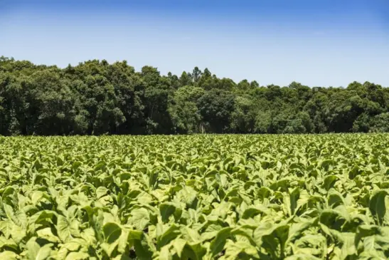Entre as estratégias adotadas pelo setor para a preservação da mata nativa está o cultivo de exóticas, especialmente os eucaliptos (Foto: Divulgação/ SindiTabaco)