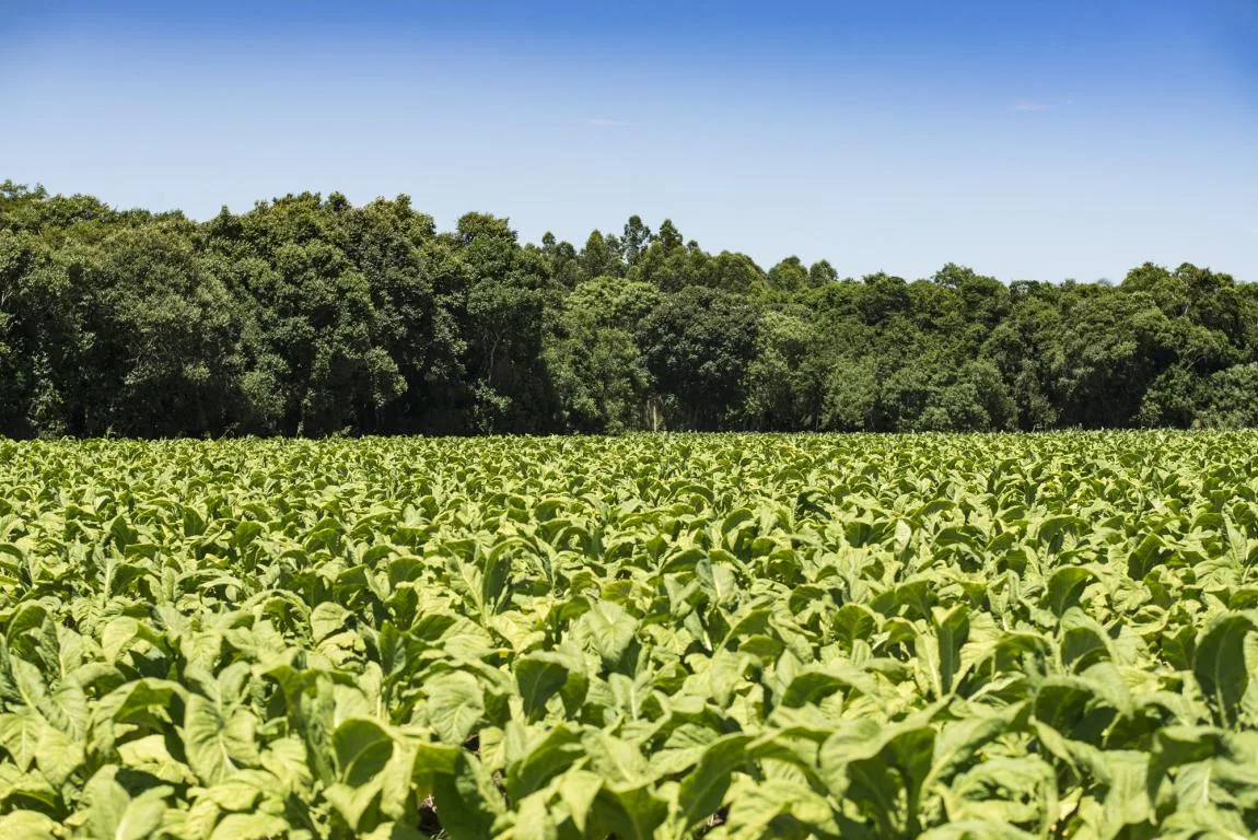 Entre as estratégias adotadas pelo setor para a preservação da mata nativa está o cultivo de exóticas, especialmente os eucaliptos (Foto: Divulgação/ SindiTabaco)