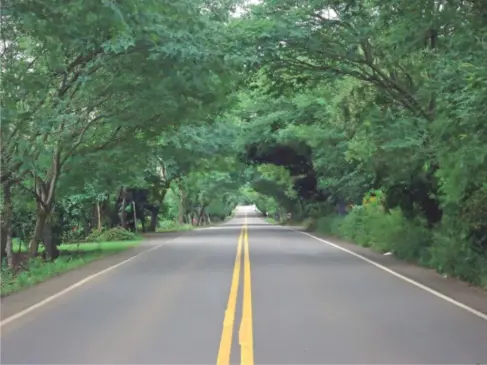 Considerado um cartão postal do município, túnel verde vai contar com caminhódromo e ciclovia