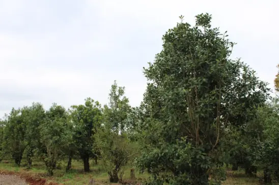 Árvores com troncos mais grossos são, geralmente, as mais antigas (Foto:Débora Kist/Arquivo FM)