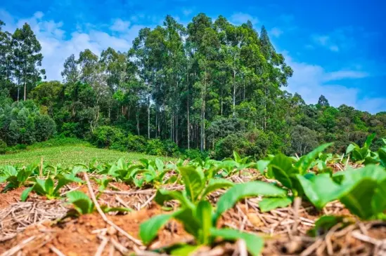 Cura sustentável do tabaco: o uso de lenha de florestas plantadas como fonte de energia