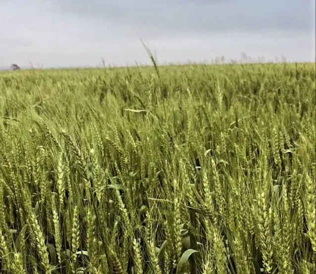 Em 2024, trigo foi impactado pelo excesso de umidade. Na propriedade de Nestor Vogt, em Vila Palanque, a colheita ficou abaixo do esperado (Foto: Arquivo pessoal)