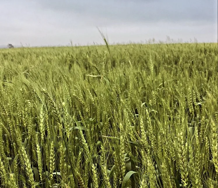 Em 2024, trigo foi impactado pelo excesso de umidade. Na propriedade de Nestor Vogt, em Vila Palanque, a colheita ficou abaixo do esperado (Foto: Arquivo pessoal)