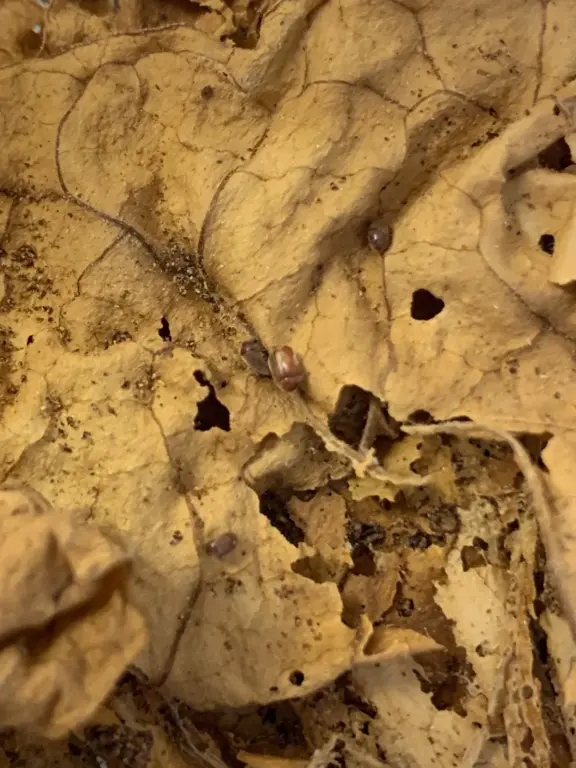 Folhas de tabaco danificadas pela Lasioderma sericorne, o chamado bicho do fumo (Foto: Arquivo pessoal)