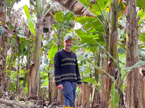 Laudi Posselt se dedica ao cultivo de bananas desde 2016; produção orgânica é certificada pela Rede Ecovida (Fotos: Júnior Posselt/Folha do Mate)