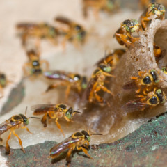 Abelhas Jataí: espécie nativa de abelha sem ferrão de extrema importância para a biodiversidade (Foto: Reprodução/Wikipedia)