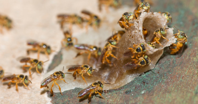 Abelhas Jataí: espécie nativa de abelha sem ferrão de extrema importância para a biodiversidade (Foto: Reprodução/Wikipedia)