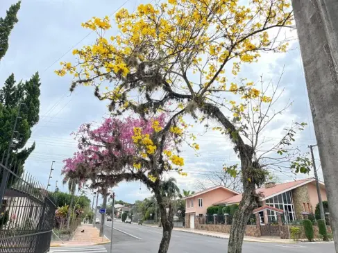 Ipês colorem as ruas de Venâncio Aires (Foto: Júnior Posselt/Folha do Mate)