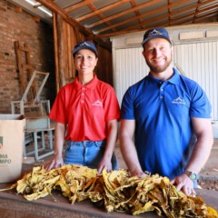 Tânia e Gleno: no cultivo do tabaco, o caminho para o crescimento e a realização de sonhos (Foto; Braulio Staub/Divulgação Alliance One) Tânia e Gleno: no cultivo do tabaco, o caminho para o crescimento e a realização de sonhos (Foto; Braulio Staub/Divulgação Alliance One)