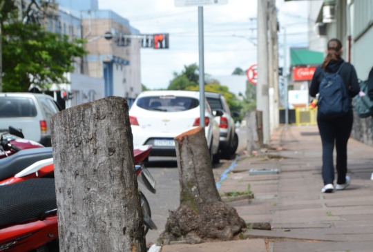 Grande parte das árvores cortadas ficam na região central (Foto: Alvaro Pegoraro/Folha do Mate)