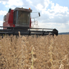 Rio Grande do Sul deve ocupar o segundo lugar entre os maiores produtores de soja no país (Foto: Luiz Henrique Magnante/Embrapa)