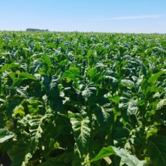  (Foto: Luciana Jost Radtke/ Afubra)