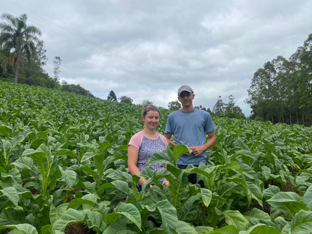 Anderson e Juliana cultivam cerca de 45 mil pés de tabaco em Linha Esperança (Foto: Júlia Brandenburg/Folha do Mate)