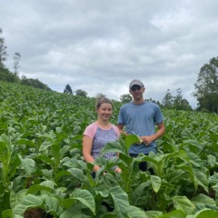 Anderson e Juliana cultivam cerca de 45 mil pés de tabaco em Linha Esperança (Foto: Júlia Brandenburg/Folha do Mate)