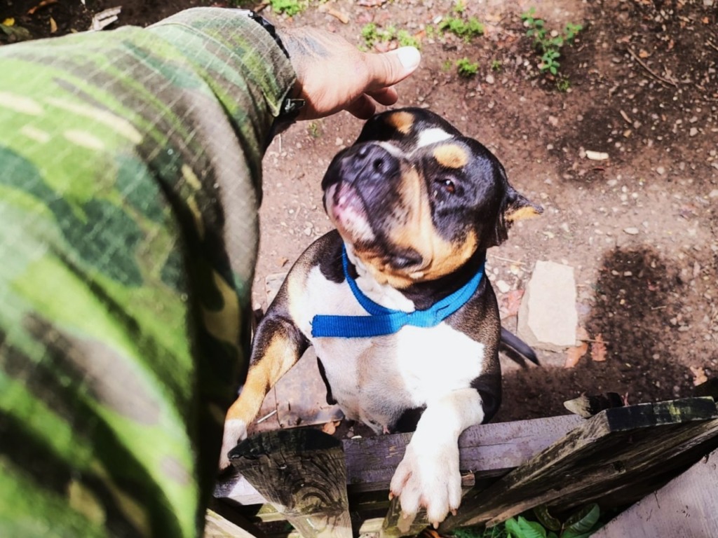 (Foto: Divulgação/Patrulha Ambiental)