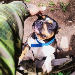 (Foto: Divulgação/Patrulha Ambiental)