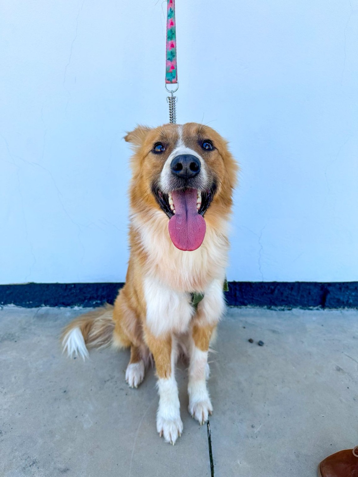 Mais de 10 animais estarão disponíveis para adoção durante a manhã (Foto: AI Prefeitura) Mais de 10 animais estarão disponíveis para adoção durante a manhã (Foto: AI Prefeitura)