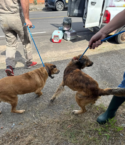 Cães foram resgatados e serão colocados à adoção (Foto: Polícia Civil/Divulgação)