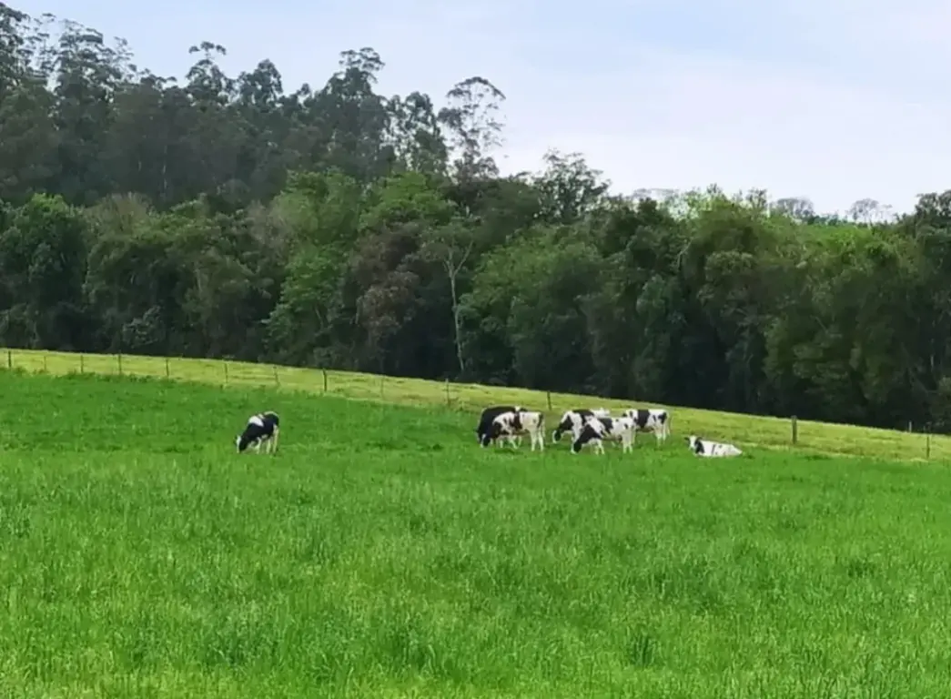 Durante o Dia de Campo, também haverá atualidades em bovinos e a situação atual da cadeia do leite (Foto: Divulgação Emater)