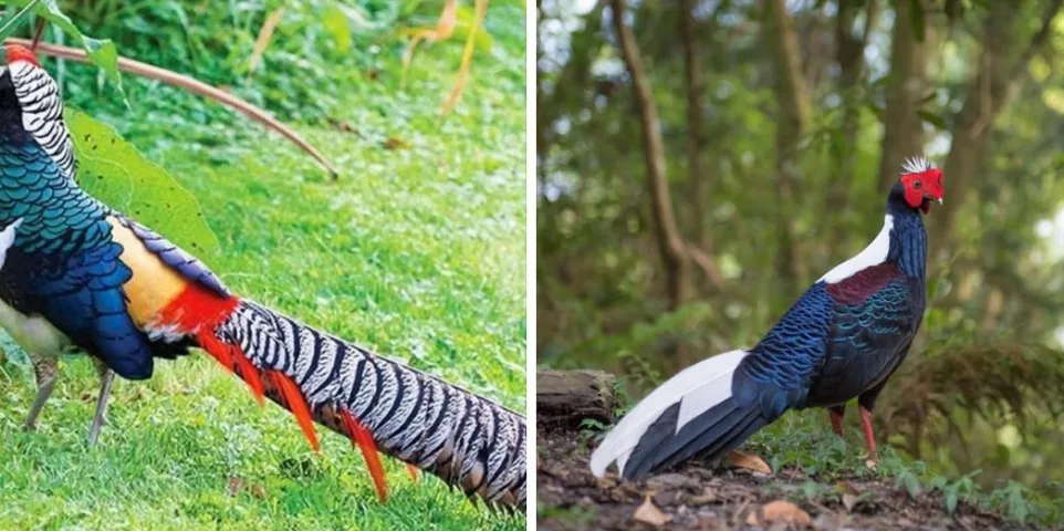 Faisões foram furtados durante o domingo (Foto: Arquivo Pessoal/Divulgação) Faisões foram furtados durante o domingo (Foto: Arquivo Pessoal/Divulgação)