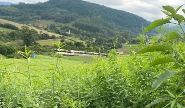 Declaração é obrigatória para pessoas físicas ou jurídicas que tenham imóvel rural (Foto: Júlia Brandenburg/Folha do Mate)