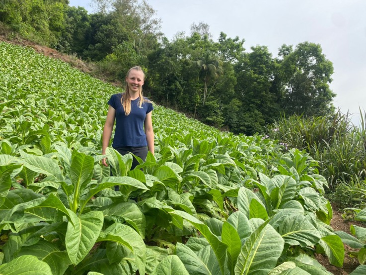 Ana atua com os pais no cultivo de 45 mil pés de tabaco (Foto: Júlia Brandenburg/Folha do Mate)  Ana atua com os pais no cultivo de 45 mil pés de tabaco (Foto: Júlia Brandenburg/Folha do Mate)