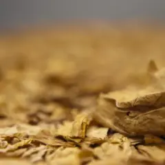 Dados mostram Ven&acirc;ncio em 4&ordm; lugar nas exporta&ccedil;&otilde;es ga&uacute;chas (Foto: Ilustrativa/ Banco de Imagens SindiTabaco)