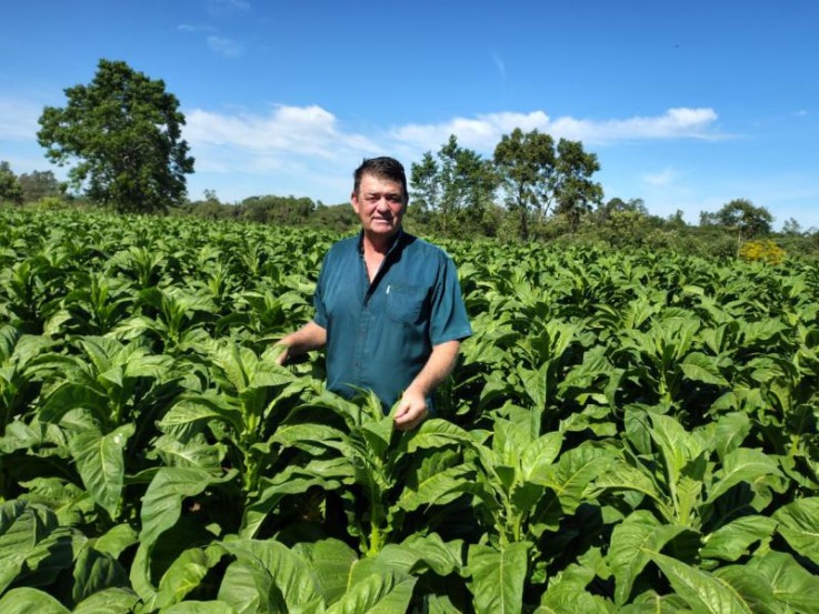 Celso Kramer começou a plantar tabaco em 1986, em Linha Taquari Mirim (Foto: Débora Kist/Folha do Mate) Celso Kramer começou a plantar tabaco em 1986, em Linha Taquari Mirim (Foto: Débora Kist/Folha do Mate)