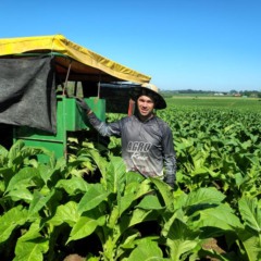 Diego Hendges, de Linha Estância São José, conta com uma colheitadeira para tirar as folhas de tabaco da lavoura (Foto: Débora Kist/Folha do Mate)