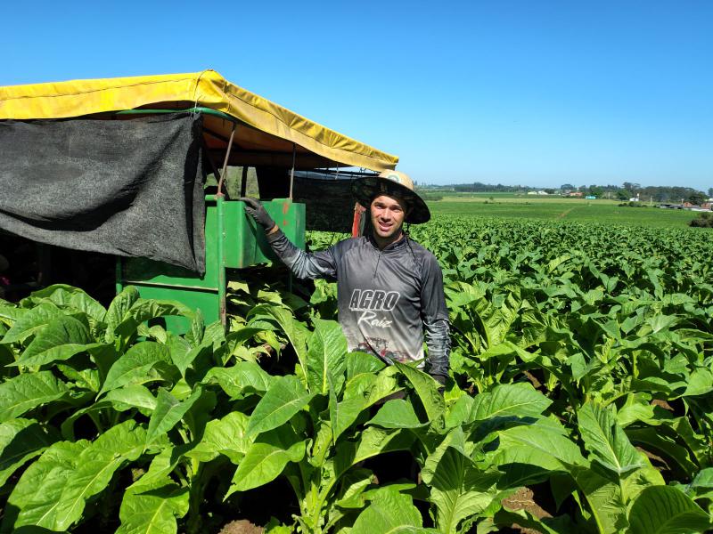 Diego Hendges, de Linha Estância São José, conta com uma colheitadeira para tirar as folhas de tabaco da lavoura (Foto: Débora Kist/Folha do Mate) Diego Hendges, de Linha Estância São José, conta com uma colheitadeira para tirar as folhas de tabaco da lavoura (Foto: Débora Kist/Folha do Mate)