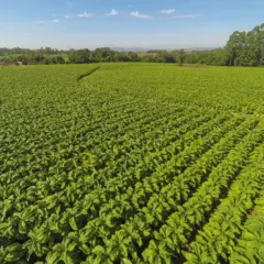 lavoura de tabaco