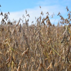 Em 2024, Venâncio cultivou 7,8 mil hectares de soja, mas colheu apenas 42,5 sacas por hectare (Foto: Débora Kist/Arquivo FM)