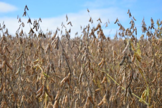 Em 2024, Venâncio cultivou 7,8 mil hectares de soja, mas colheu apenas 42,5 sacas por hectare (Foto: Débora Kist/Arquivo FM)