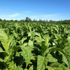 Produto agrícola de maior representação econômica no município, tabaco é produzido em todos distritos de Venâncio Aires (Foto: Débora Kist/Folha do Mate)