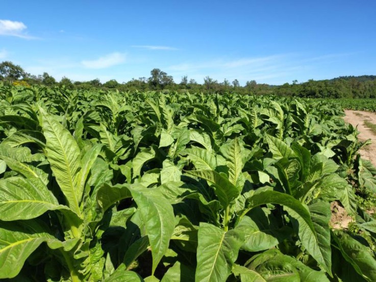 Produto agrícola de maior representação econômica no município, tabaco é produzido em todos distritos de Venâncio Aires (Foto: Débora Kist/Folha do Mate) Produto agrícola de maior representação econômica no município, tabaco é produzido em todos distritos de Venâncio Aires (Foto: Débora Kist/Folha do Mate)