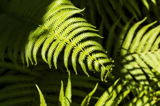 Samambaia está entre as plantas indicadas para ambientes internos (Foto: Freepik/Divulgação)