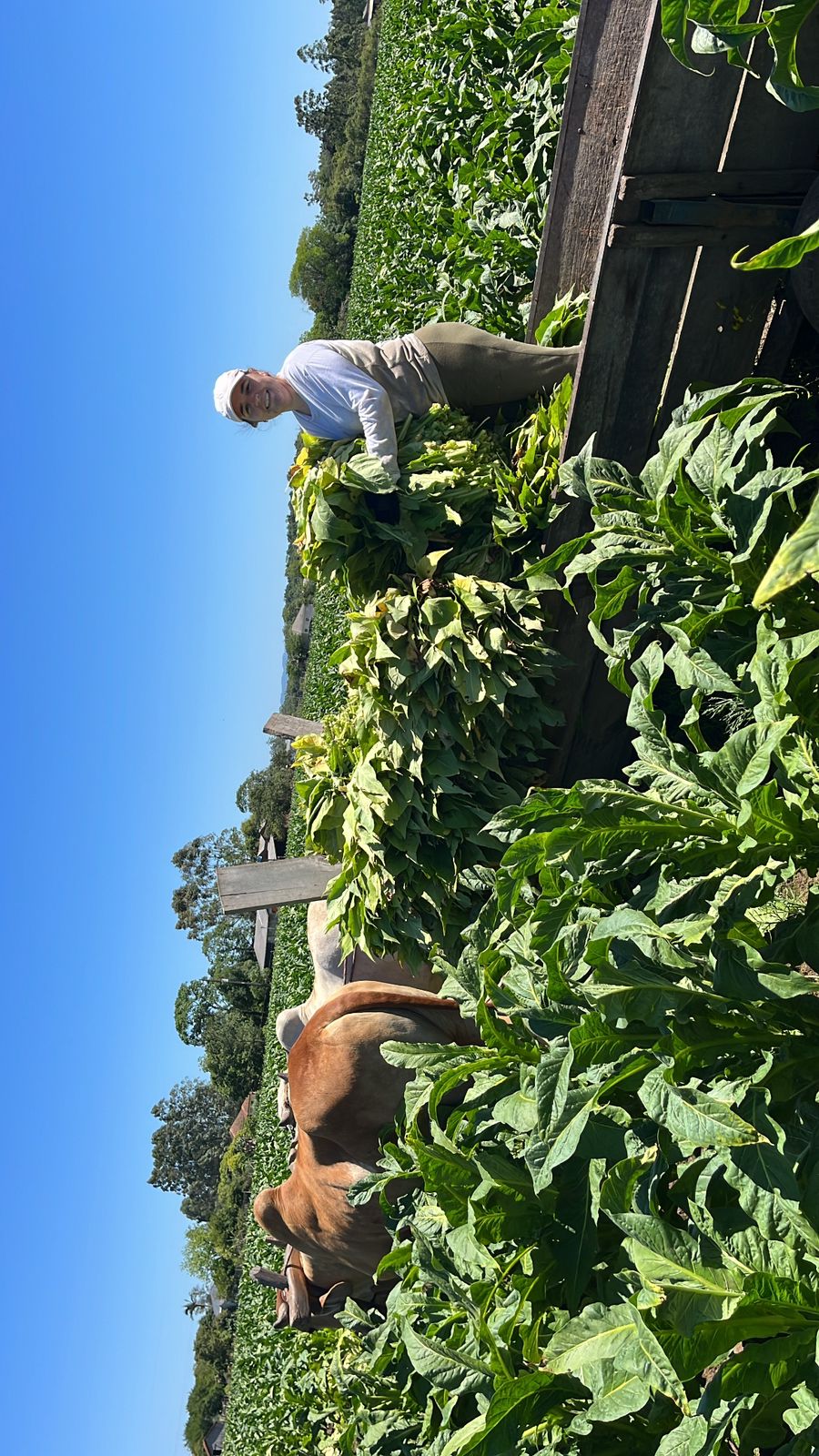 Jovem de 22 anos é agricultora em Vila Estância Nova (Foto: Arquivo pessoal) Jovem de 22 anos é agricultora em Vila Estância Nova (Foto: Arquivo pessoal)