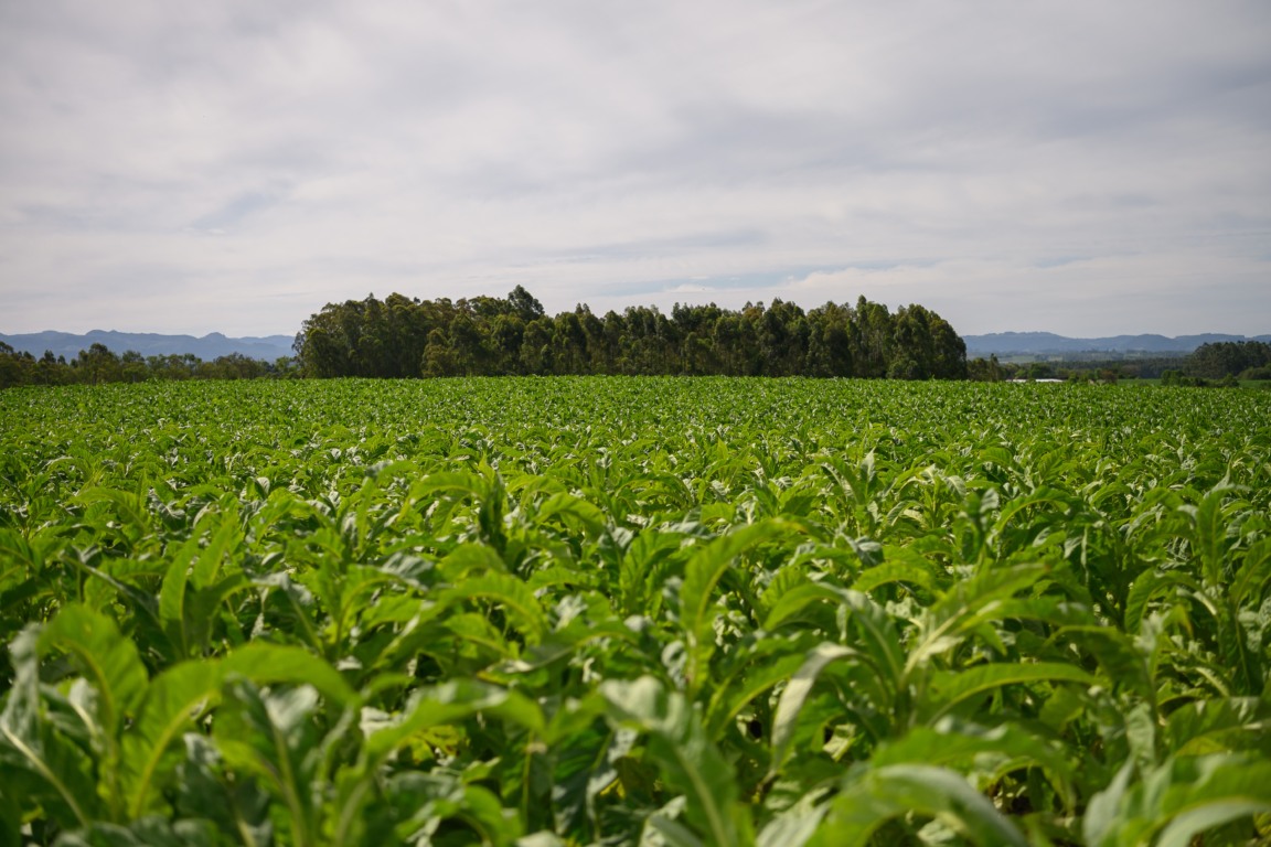 lavoura de tabaco lavoura de tabaco