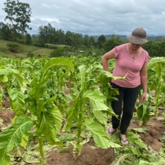 Janice Eichelberger lamenta os estragos (Foto: Júlia Brandenburg/Folha do Mate)