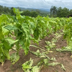 No total, 1.188 hectares de tabaco sofreram danos em virtude do granizo (Foto: Júlia Brandenburg/ Arquivo FM)